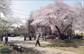  ?? Arnold Gold / Hearst Connecticu­t Media file photo ?? Blooming cherry blossoms in Wooster Square in New Haven on April 7.