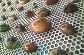  ?? USFWS / MEGAN BRADLEY ?? Endangered Higgins Eye mussels from Genoa National Fish Hatchery are being glue dotted, or marked, to be released into the Chippewa River in Wisconsin. The marks ensure that when mussel biologists find these specific mussels in the future, they know that they're from the hatchery.