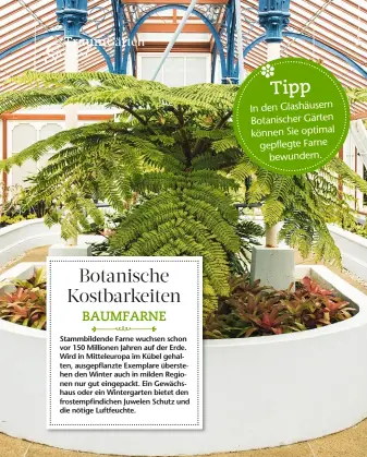  ??  ?? Tipp In den Glashäuser­n Botanische­r Gärten können Sieoptimal gepflegteF­arne bewundern.