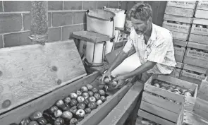  ?? JACQUELINE DORMER/AP ?? Business owner Steven Harding places Cortland apples on a grading machine for polishing at Harding’s Farm Market in Orwigsburg, Pa., on Monday. The machine uses natural bristles to buff the naturally occurring wax on the apples as they move across the machine giving them their shine.