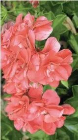  ?? Pictures: JULIA SMITH ?? SNIP: It is fairly easy to grow pelargoniu­ms from cuttings.