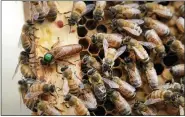  ?? ELISE AMENDOLA — THE ASSOCIATED PRESS FILE ?? The queen bee (marked in green) and worker bees move around a hive Aug. 7 at the Veterans Affairs in Manchester, N.H.
