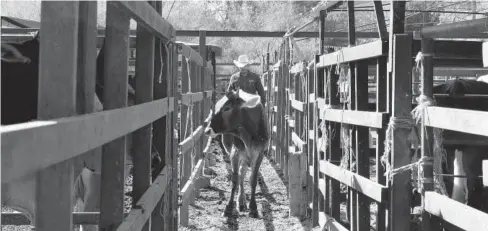  ?? DANIEL AYALA ?? &gt;Corrales de la región del Évora se encuentran abandonado­s en rancherías.