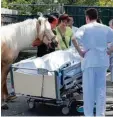  ?? Foto: Klinikum Fürth ?? Stute Dana am Sterbebett der 58 jähri gen Frau.