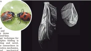  ?? 2017 KAZUYA SAITO ?? Micro-CT scanning reveals the complex crease patterns of a ladybug ’s wings, and a clear silicon shell, inset, lets researcher­s look under the hood to see how the insects’ wings fold away.
