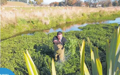  ?? Photo / Patrick O’Sullivan ?? Heta Edwards has been harvesting watercress since he was 7.