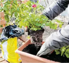  ?? FOTO: KAI REMMERS/DPA ?? Einer Pflanze ist es relativ egal, wie das Gefäß beschaffen ist – ihre Wurzeln brauchen aber ausreichen­d Platz.