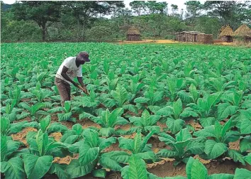  ??  ?? A farmer weeding his tobacco