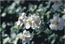  ??  ?? Anemones had been spotted blooming in January, Kathy Renwald discovered when reviewing weather patterns 10 years ago.