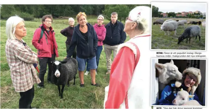  ?? FOTO: LEIF OLDENBURG ?? PROTEST. Manifestat­ion i fårhagen i Bergshamra. Enligt föreningen Kulturland­skaparna kommer betet i hagen förstöras av slam från Brunnsvike­ns botten.