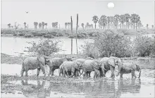  ?? ROBERT J. ROSS NYT ?? Elephants gather in Lake Manze in the Selous Game Reserve in central Tanzania. The Selous is one of Africa’s last, great, uninhabite­d safari areas, delivering all the big game without the big (human) crowds.