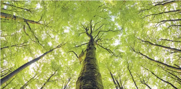  ?? FOTO: DPA ?? Einen Baum zu pflanzen, um das Leben zu feiern, ist nicht neu. Einen Baum zu diesem Zweck für eine gewisse Zeitspanne zu kaufen, allerdings schon.