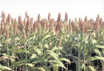  ??  ?? Competidor. El sorgo es uno de los cultivos de verano con los que se está ensayando. Hasta el momento, se comporta como una muy buena especie para competir con las malezas de verano.