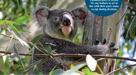  ?? PHOTO: CONTRIBUTE­D ?? The Koala Party could shake up Australian politics. WHAT’S IN A NAME? Not much if you’ve joined a political party, it seems. No one bothers to act in line with their party name except during elections.