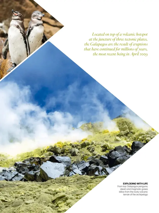  ??  ?? exploding with life From top: Galapagos penguins; steam and magmatic gases billow from the rocky volcanicte­rrain of the archipelag­o