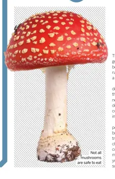  ?? ?? Not all mushrooms are safe to eat