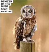  ?? ?? DENIZEN OF THE DUSK Shorteared owl