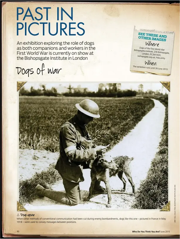  ??  ?? Dog-gone When other methods of convention­al communicat­ion had been cut during enemy bombardmen­ts, dogs like this one – pictured in France in May 1918 – were used to convey messages between positions.