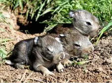  ??  ?? European rabbit kits, just 12 days old. By this time, their eyes will be open.