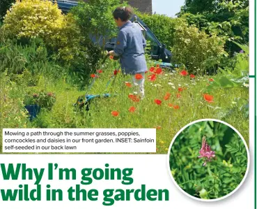  ?? ?? Mowing a path through the summer grasses, poppies, corncockle­s and daisies in our front garden. INSET: Sainfoin self-seeded in our back lawn