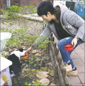  ?? (AP/Huizhong Wu) ?? Taiwanese math teacher Hung Pei-ling prepares to feed a stray cat in Taipei.