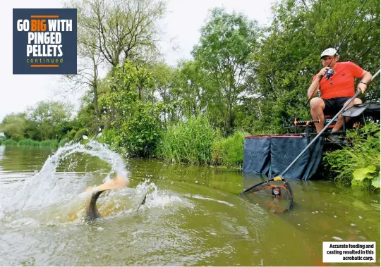  ??  ?? Accurate feeding and casting resulted in this acrobatic carp.