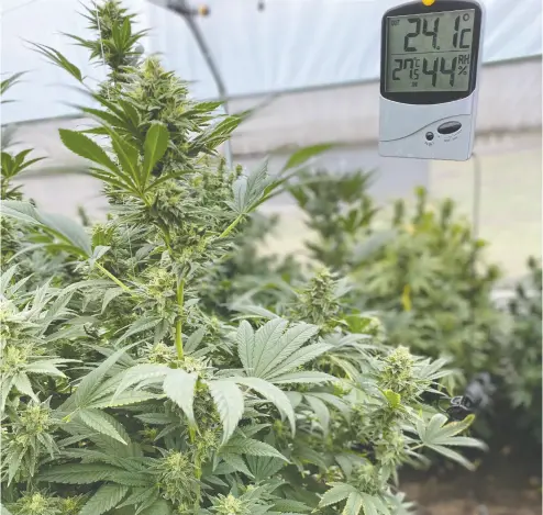  ?? ANICANN / Berna rdo Zavaleta / Handout via REUTERS ?? Marijuana plants are carefully monitored at a growing facility in Tepeji del Rio in the state of Hidalgo in September.