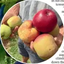  ??  ?? Cooking apples from a tree in Waiata Gardens.