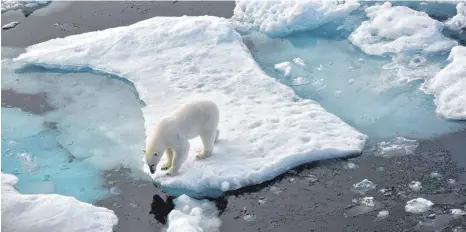  ?? FOTOS: DPA ?? Am Polarkreis gibt es in diesem Winter weniger Eis. Die Eisbären suchen deshalb an Land nach Futter. Die Menschen im Norden Russlands sind verängstig­t.