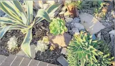  ??  ?? TREE roots made a border for new drought-tolerant succulent plants along with decorative items like pine cones, rocks, pebbles and mulch.
