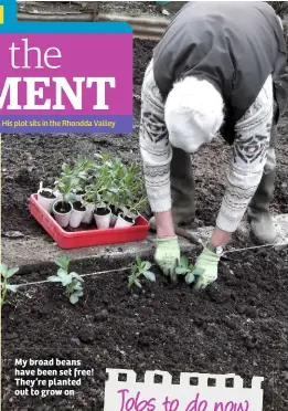  ??  ?? My broad beans have been set free! They’re planted out to grow on