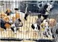  ??  ?? The puppies rescued by the police are now being cared for by the RSPCA