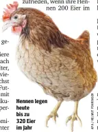  ??  ?? Hennen legen heute bis zu 320 Eier im Jahr