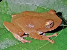  ?? ?? Side-striped Shrub Frog (Pseudophil­autus pleurotaen­ia or Pethi thiru panduru madiya)