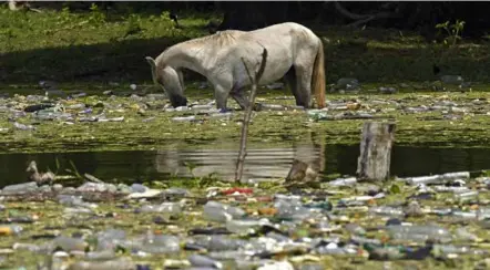  ?? AFP/VNA Photo ?? A horse drinks from the plastic-filled Cerron Grande reservoir in El Salvador.