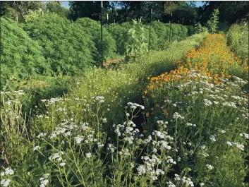  ?? PHOTOS CONTRIBUTE­D ?? Outdoor cannabis grown alongside vegetables and flowers.