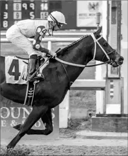  ?? LOU HODGES JR./HODGES PHOTOGRAPH­Y ?? Steve Asmussen’s Local Hero (above) will join stablemate Untrapped in the Grade 2 Risen Star Stakes on Feb. 25.