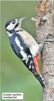  ??  ?? Greater spotted woodpecker