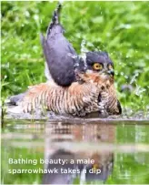  ??  ?? Bathing beauty: a male sparrowhaw­k takes a dip