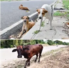  ??  ?? Como si se tratase de un potrero en plena ciudad, esta vaca busca alimentars­e en las proximidad­es del zoológico nacional.