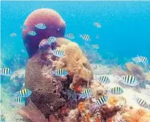  ?? AP/FILE ?? A $1 million coral reef monitoring program will focus on the dying patches of coral reef off Broward, Palm Beach and Martin counties.