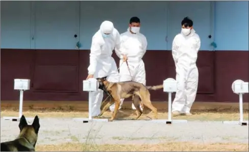  ?? CMAC ?? CMAC officers have gradually started training the dogs to be obedient, but not yet stepped into sniffing for the Covid-19 virus.