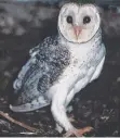  ??  ?? The masked owl is one of our rarest birds.