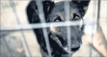  ?? (photo Martin Bernetti AFP) ?? Les chiens vivaient dans des clapiers à lapin