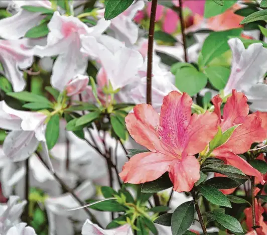  ?? Melissa Aguilar / Staff ?? A Daphne Salmon azalea blooms against a backdrop of George Tabor blossoms in a previous springtime garden.