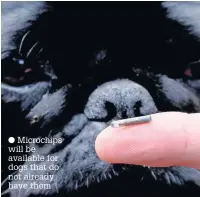  ?? Microchips will be available for dogs that do not already have them ??