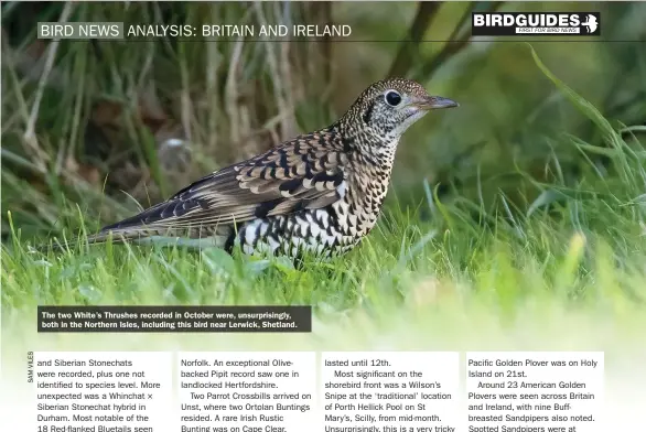  ?? ?? The two White’s Thrushes recorded in October were, unsurprisi­ngly, both in the Northern Isles, including this bird near Lerwick, Shetland.