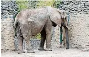  ?? GEORG ISMAR/DPA ?? Ruperta, a 46-year-old elephant at Caricuao Zoo, suffers from malnutriti­on, a result of Venezuela’s unrest.