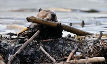  ?? Photograph: Alamy ?? Once on the verge of extinction, beavers have made a startling comeback in recent generation­s both in North America and Europe, with their population once more in the millions in Canada.