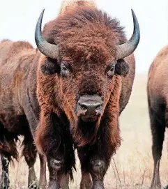  ?? [OKLAHOMAN ARCHIVES PHOTO] ?? A bison is pictured at the Tallgrass Prairie Preserve.